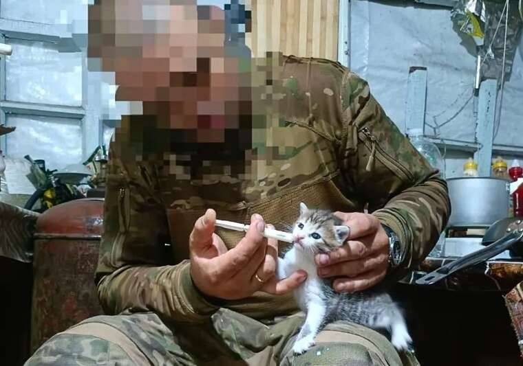 На фронті кішка ціною власного життя врятувала українських військових