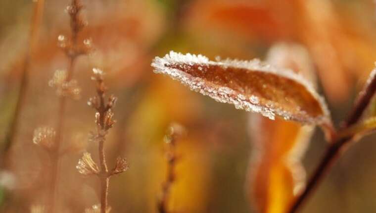 В Україні оголошено помаранчевий рівень небезпеки через наближення заморозків – Укргідрометцентр