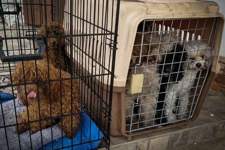 Під Києвом жінка постраждала, рятуючи собак під час пожежі