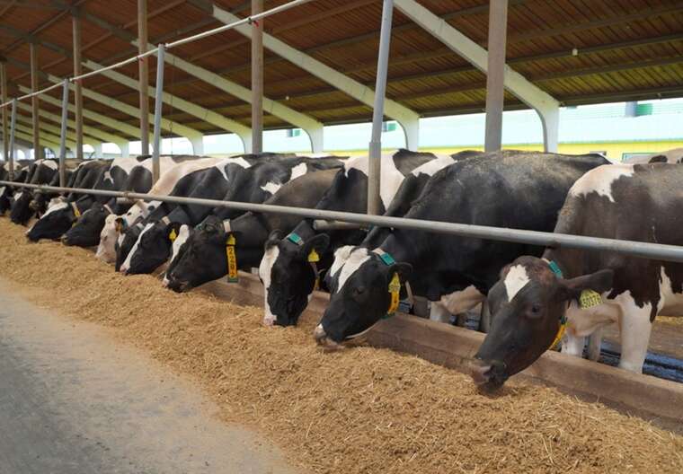 Украинцы могут получить от государства по 7000 гривен за некоторых животных