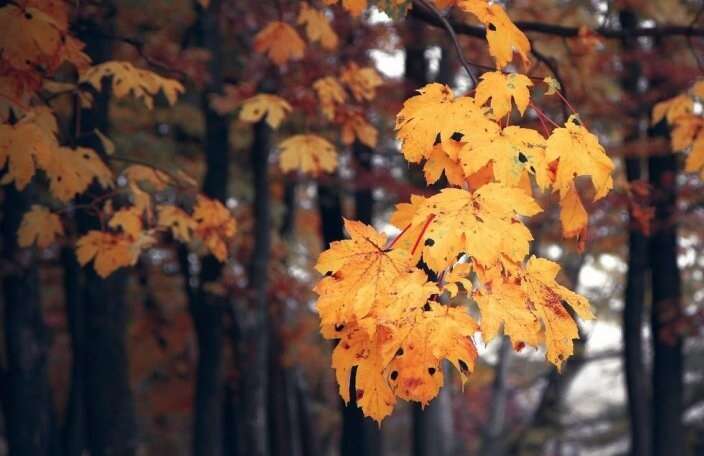 На вихідні в Україну прийдуть заморозки