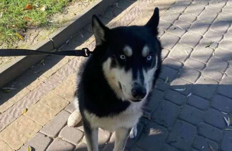 В Ивано-Франковске в ряды ВСУ призвали мужчину, чья собака загрызла лебедя