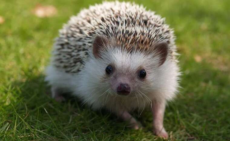 Їжаки по всьому світу перебувають «під загрозою зникнення» і внесені до Червоної книги