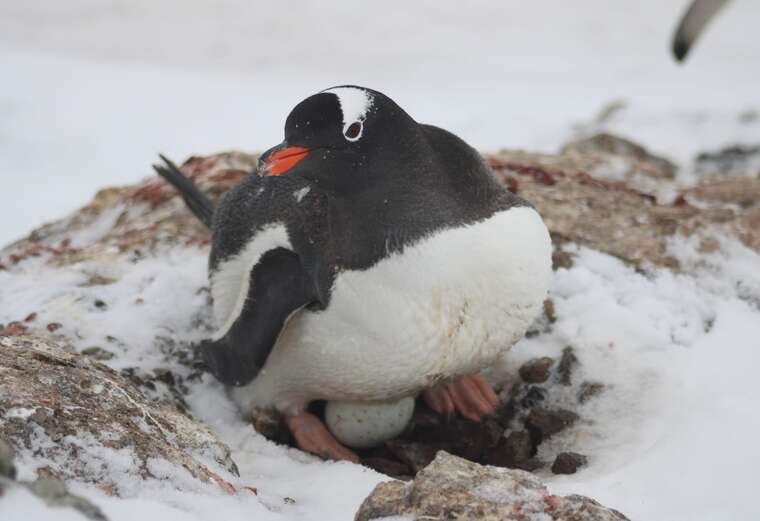 Поблизу станції Вернадського виявили перше яйце пінгвінів