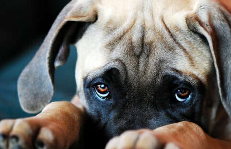 Українців хочуть штрафувати за розведення тварин