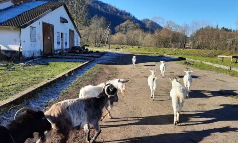 Тримав у рабстві переселенців: на Львівщині засудили фермера, – ЗМІ