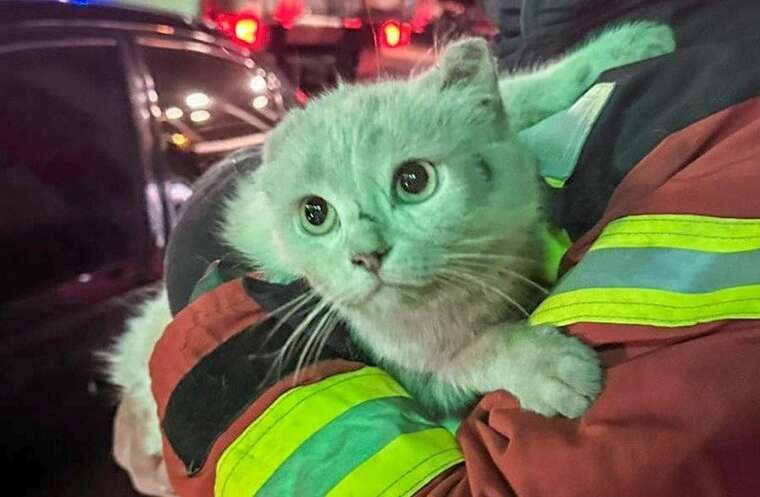 Одеські рятувальники визволили котика з автомобільної пастки