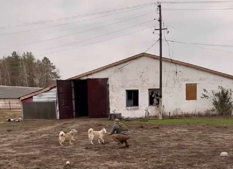 Зооволонтеры спасли лошадей в 300 метрах от линии фронта на Харьковщине