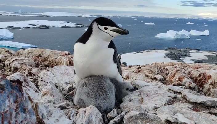 Полярники зі станції "Академік Вернадський" показали перше відео з новонародженими пінгвіненятами
