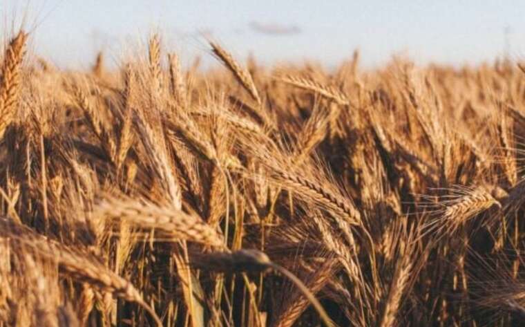 Zelenskyy: Ukraine sent 500 tons of wheat flour to Syria