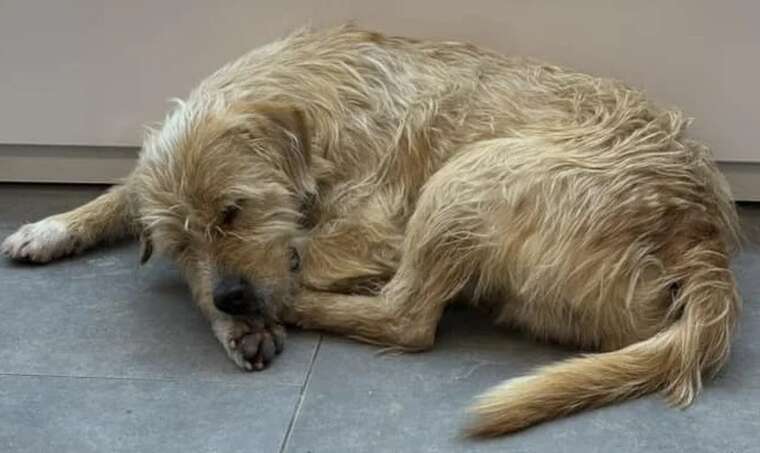 На Київщині вбили безпритульного собаку на дитячому майданчику: правоохоронці шукають свідків