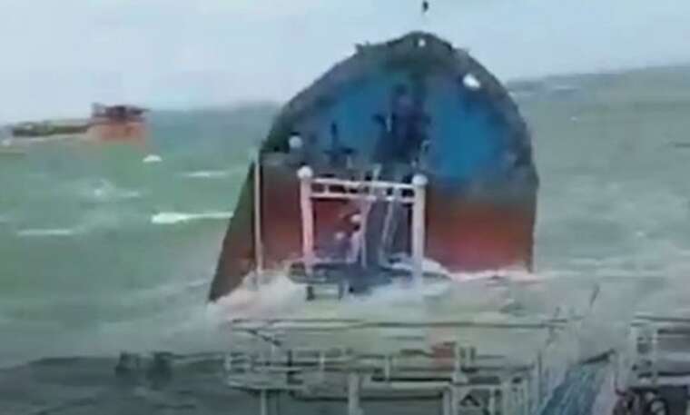 В результате затопления танкеров в Керченском проливе погибли десятки дельфинов