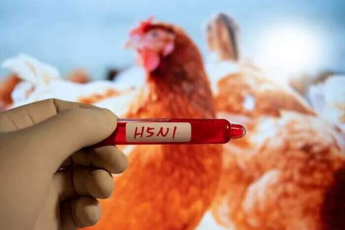 У США зареєстровано перший випадок смерті від пташиного грипу H5N1