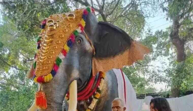 Слон в індійському Кералі під час фестивалю напав на людей: постраждали десятки людей