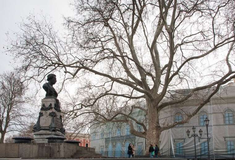 В Одесе решили переименовать дерево возле памятника Пушкину