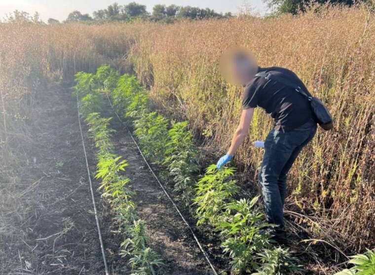 В Днепропетровской области раскрыт наркобизнес с доходом до 50 миллионов гривен