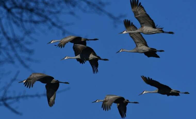 Перших журавлів помітили в Україні: що зазначають орнітологи