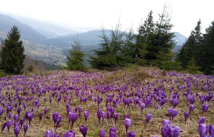 На Прикарпатье среди зимы зацвели крокусы