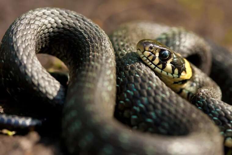В Украине из-за аномального тепла среди зимы проснулись змеи и медведи
