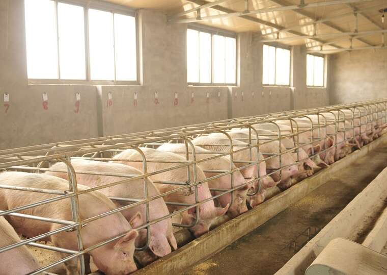 Daily Star: На Філіппінах народилося порося  з "людським" обличчям