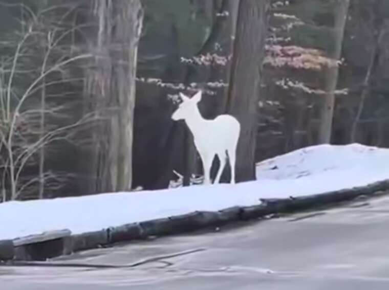У Штатах помітили рідкісного білого оленя