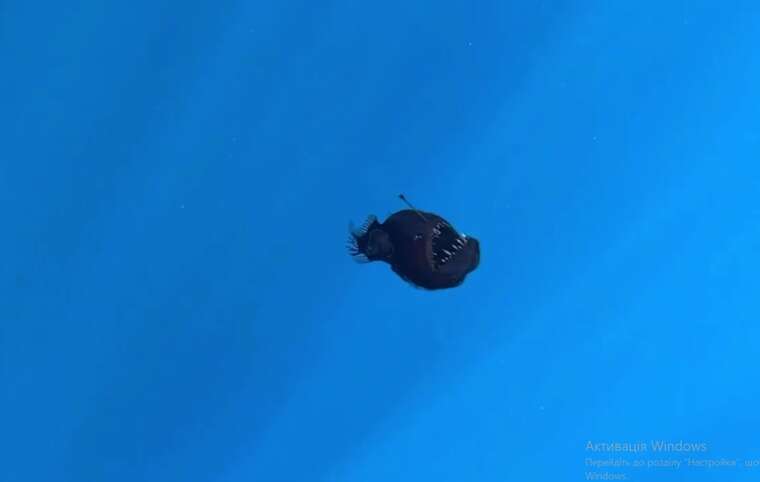 Учёные сняли редкого "морского дьявола"