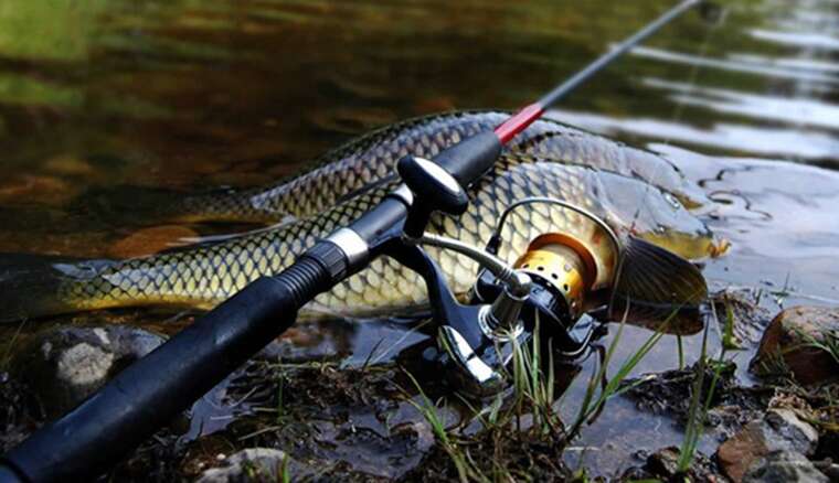В Украине впервые будет действовать отдельный запрет на ловлю щуки