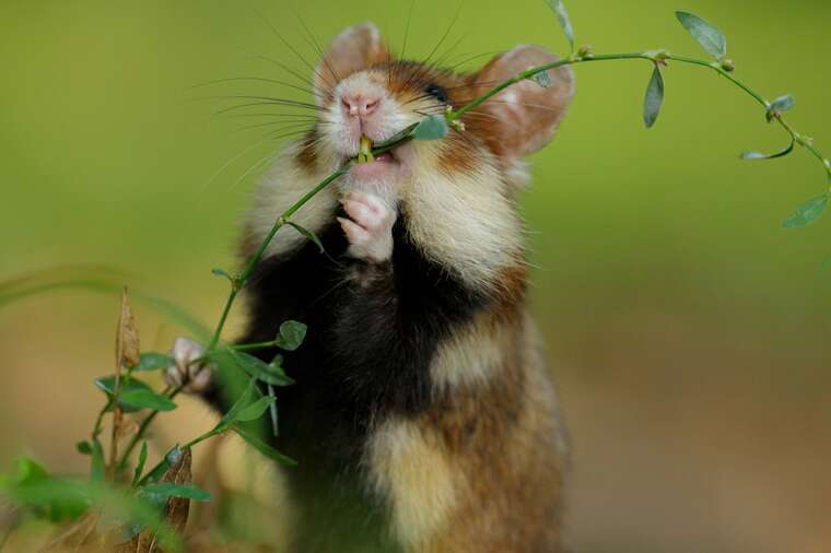 "Браконьеры на OLX" продают краснокнижных животных в Украине