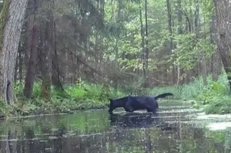 У Польщі помітили чорних вовків із легенд