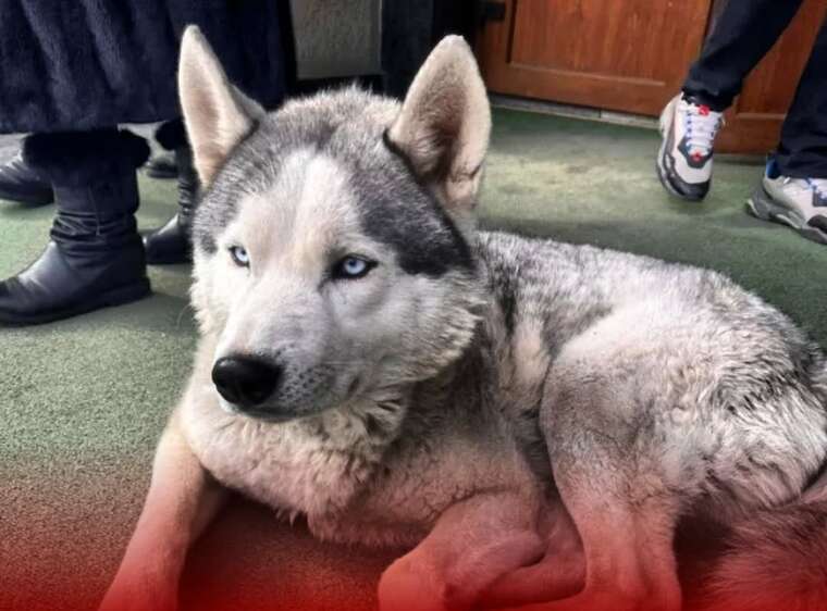 У Чернівцях вірний хаскі чекає на мобілізованого господаря