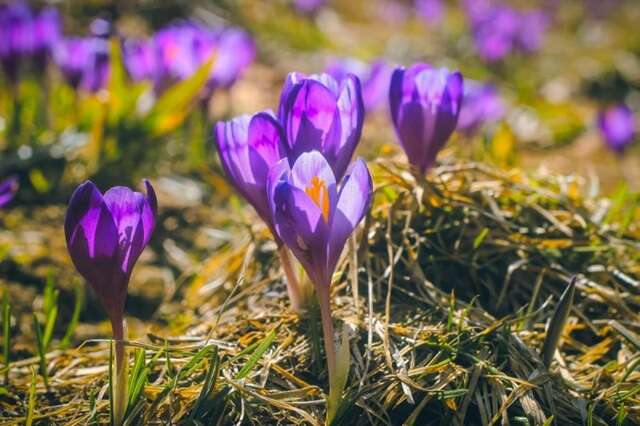 В Украину ворвется 15-градусное тепло в первый день весны