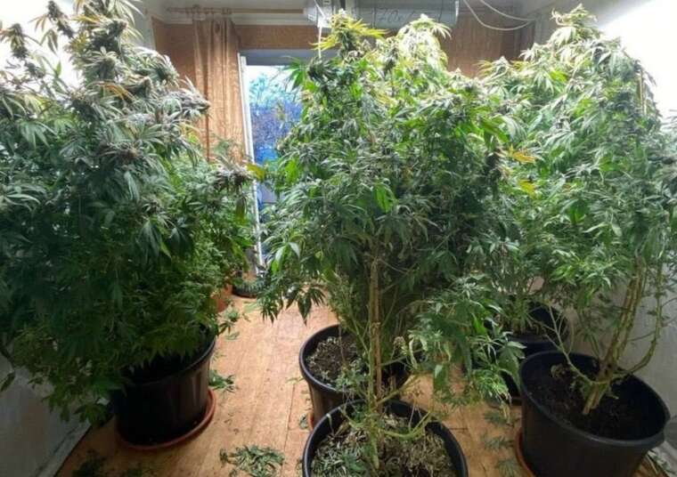 У Києві поліція приїхала на виклик про пожежу і знайшла плантацію коноплі