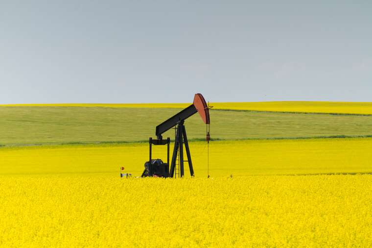 Китай ввів 100% мита на канадський ріпак