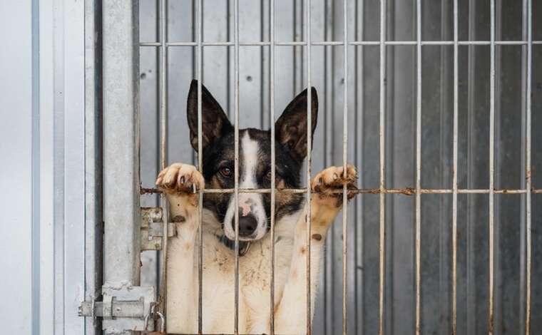 Приют «Сириус», где живёт 3000 животных, обвиняют в недосмотре за собаками