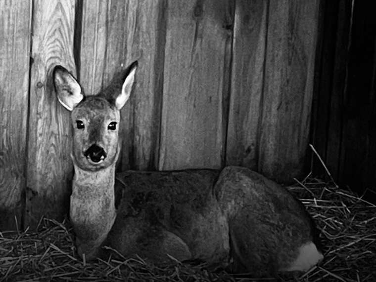 Трагічна подія в Центрі порятунку диких тварин: козуля загинула через обстріл безпілотником