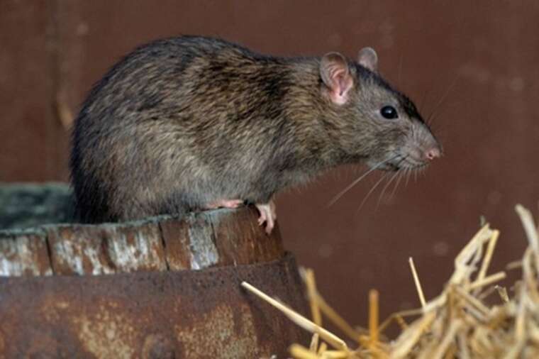 В Україні поширюється смертельно небезпечна інфекція