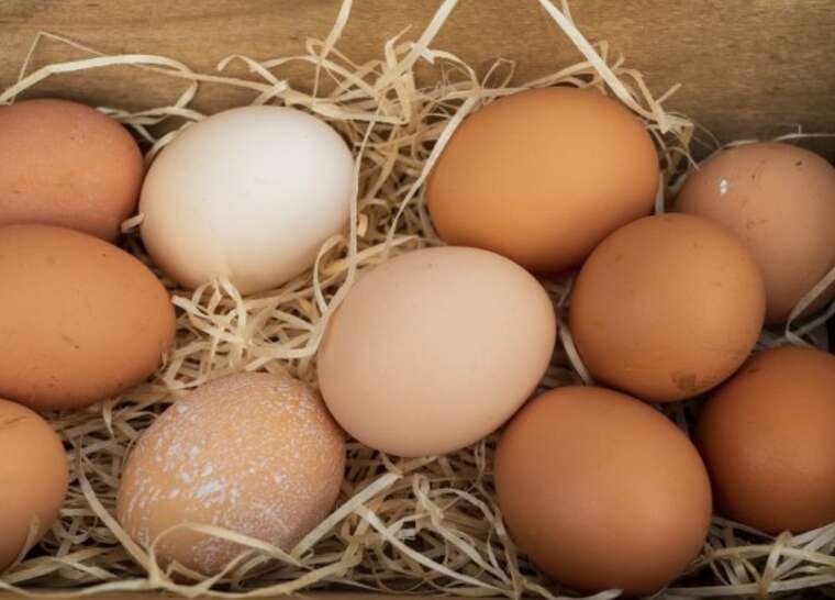 Цены на куриные яйца начали снижаться: десяток подешевел на 5,2%