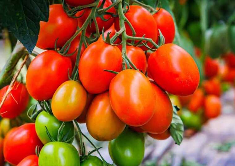 США з липня запровадять мито в розмірі 21% на мексиканські томати