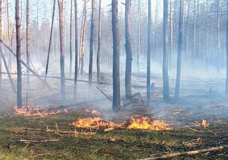 В Харьковской области почти сутки продолжается ликвидация лесного пожара, - ГСЧС