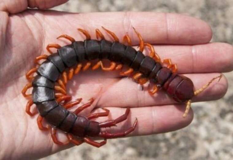 В Україні активізувалися отруйні сколопендри – їхній укус викликає жар до 40°C