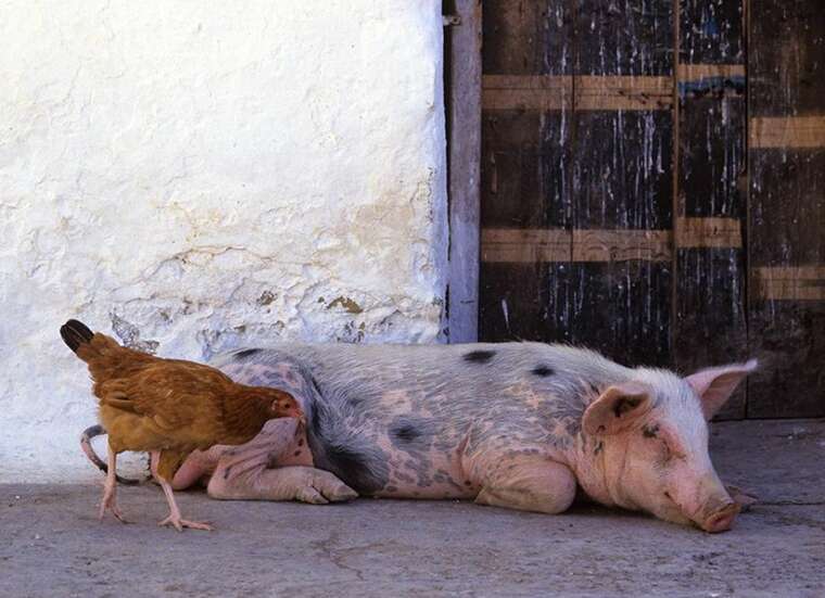 ЄС застеріг про ризик зараження людей внаслідок потенційного поширення пташиного грипу серед свиней