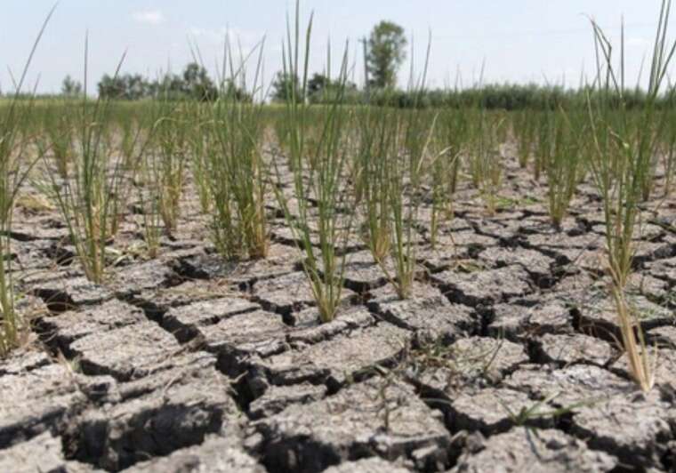 На Черкащині через спеку можливе різке падіння врожайності овочів - гідрометцентр