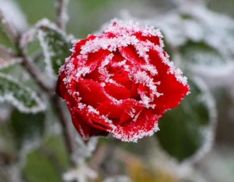 В Україні завтра очікуються заморозки та дощі, - Укргідрометцентр