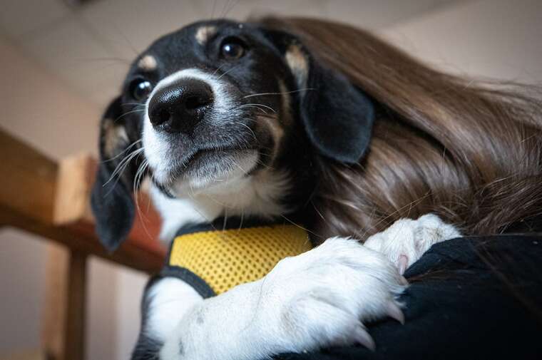 У Києві власники тварин зобов’язані зареєструвати домашніх улюбленців