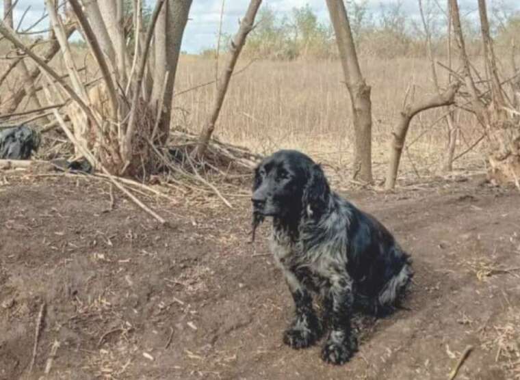 На фронті загинув спанієль Чарлі, який став ангелом-охоронцем для нацгвардійців