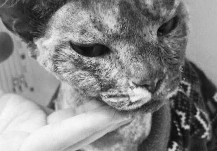 Умерла кошка, которую спасли после дроновой атаки на Киев