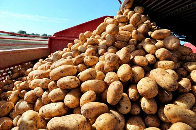 Беларусь начала закупать картофель в ЕС