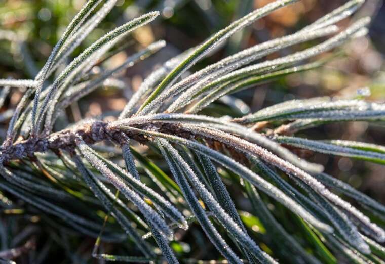 У Литві у зв’язку з весняними заморозками оголосили надзвичайну ситуацію