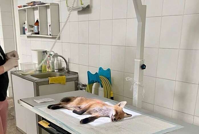 В Центр спасения животных военные передали травмированного лисенка