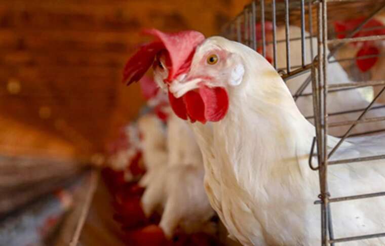 Китай ввів повну заборону на імпорт птиці з Бразилії через пташиний грип